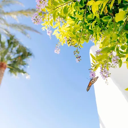 Hd 파르케 크리스토발 테네리페 3* 플라야데라스아메리카스